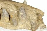 Fossil Primitive Whale (Pappocetus) Front Jaws #234637-3